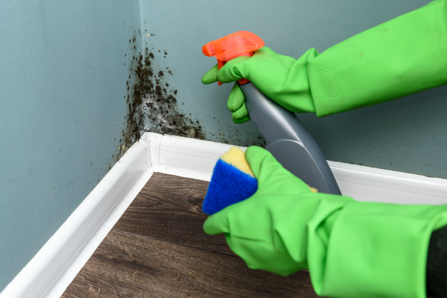 Mold and Fungal Inspection Services in Dubai